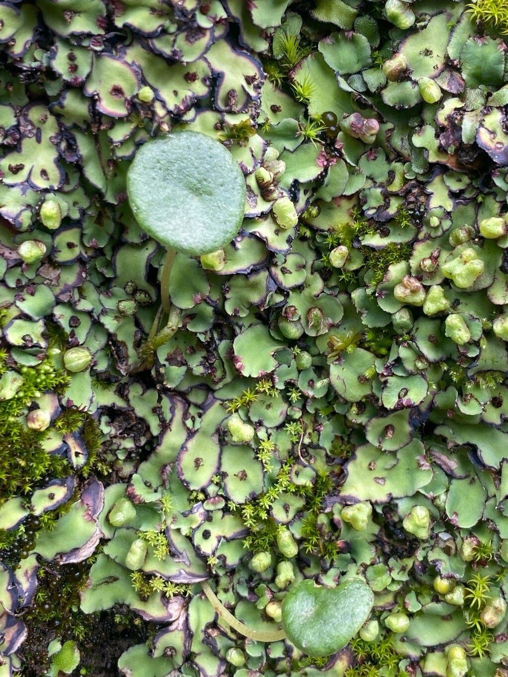 Peperomia peruviana — houseplant care guide