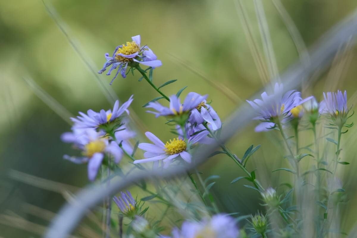Aster hispidus — houseplant care guide