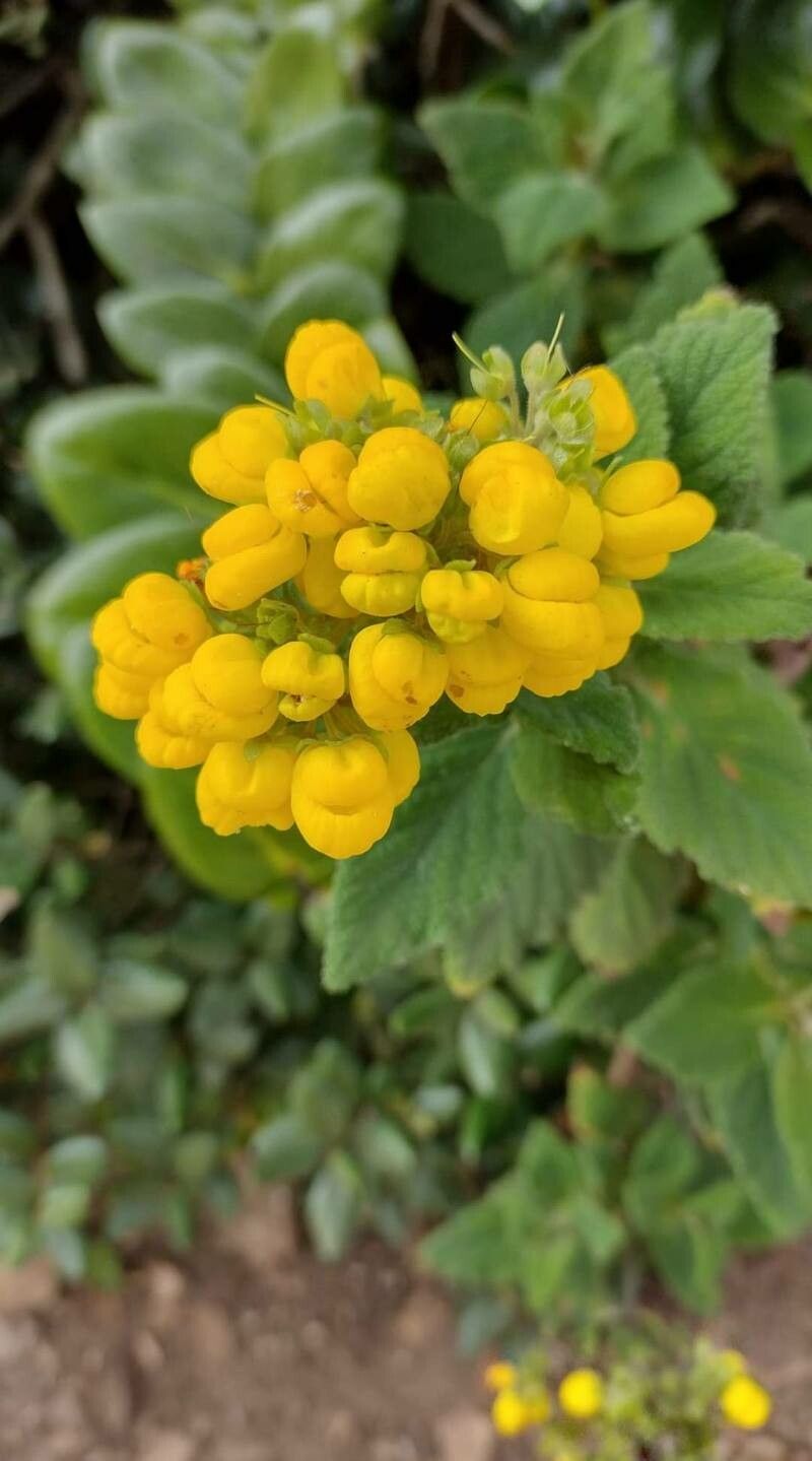 Calceolaria georgiana — houseplant care guide
