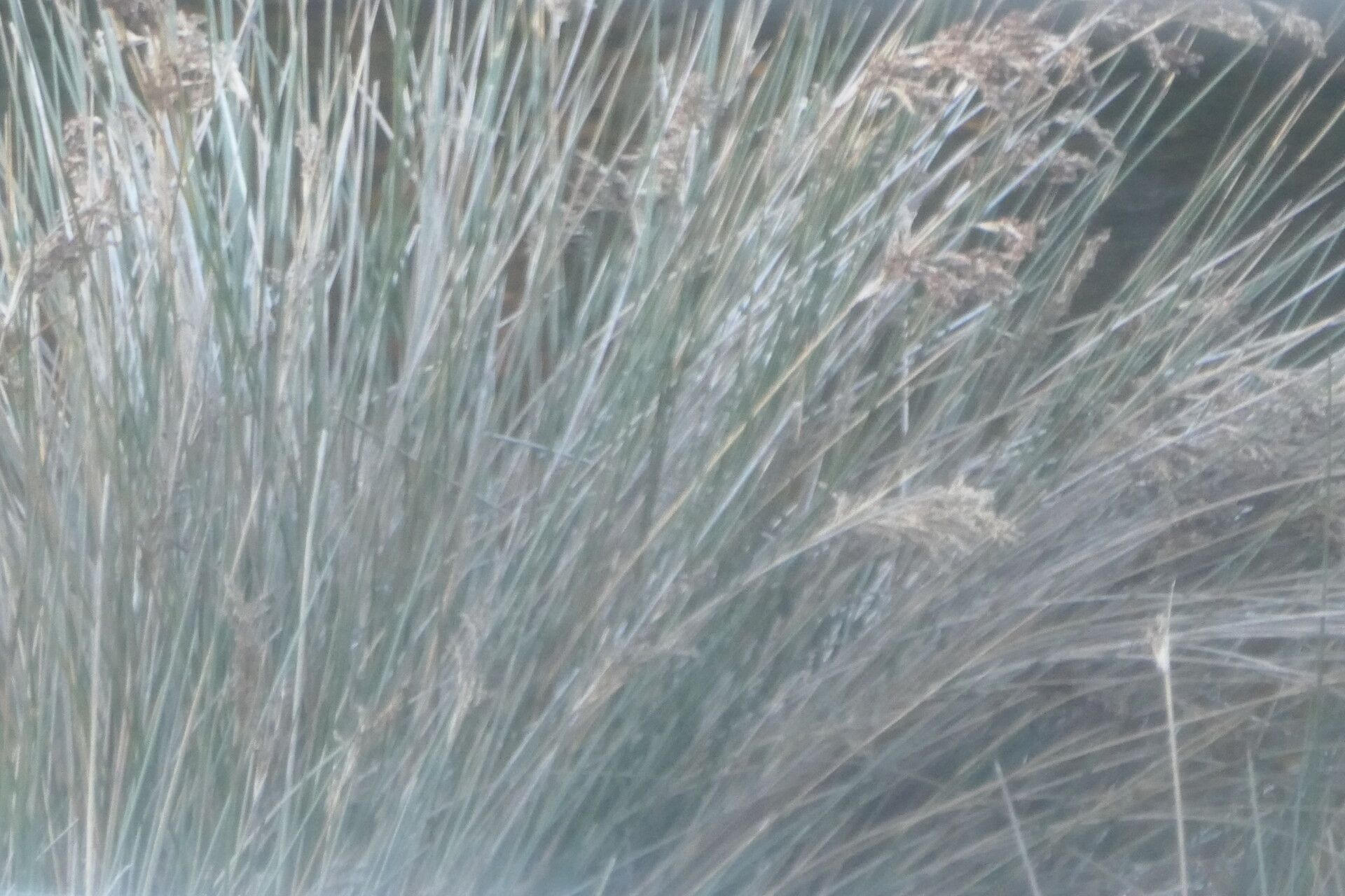 Juncus kraussii bark