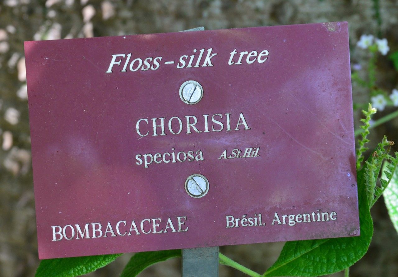 Chorisia speciosa — search result for 'Ceiba'