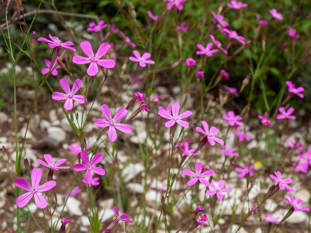 Silene ungeri habit