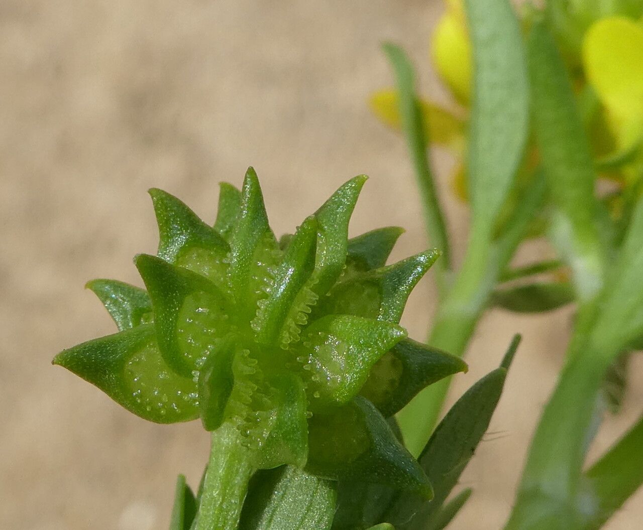 Ranunculus muricatus fruit