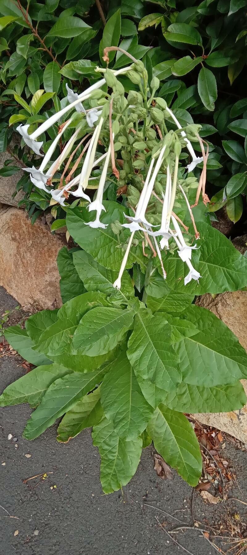 Nicotiana sylvestris habit