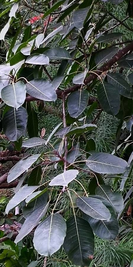 Ficus virens — search result for 'Ficus'