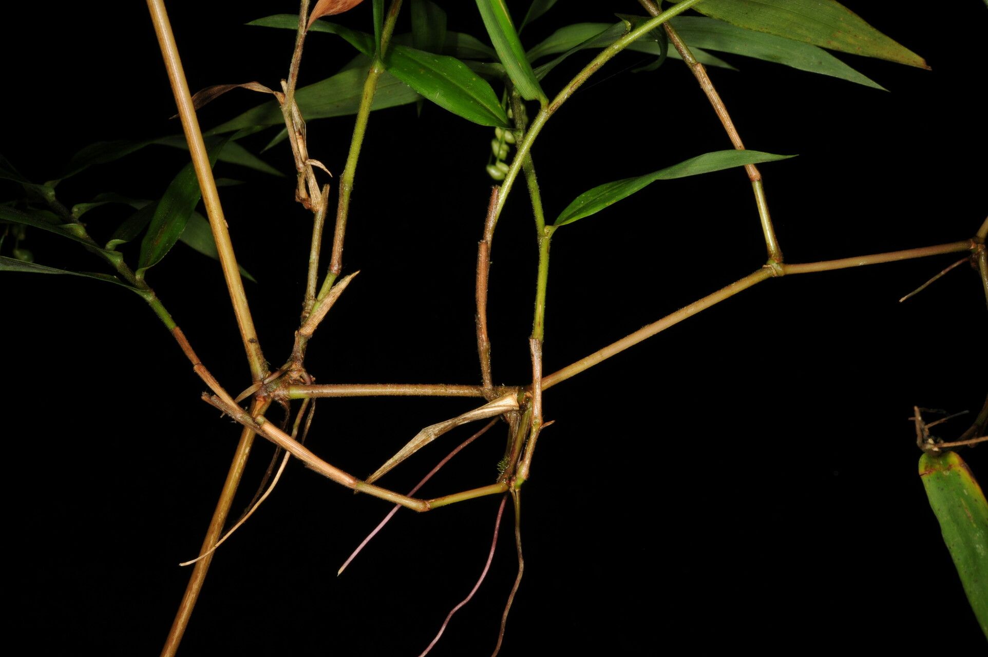 Lasiacis rugelii bark