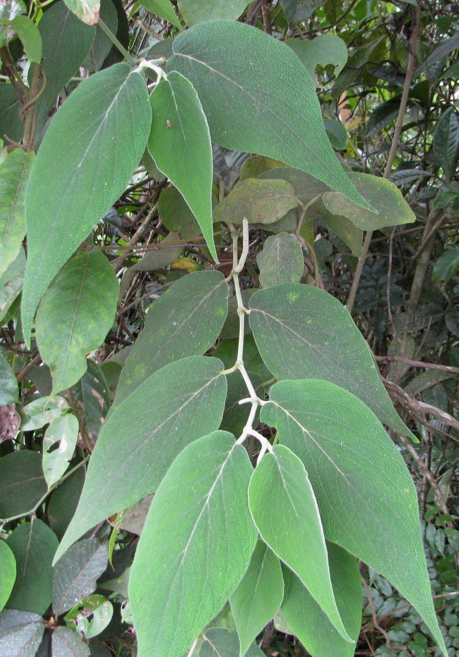 Piper bredemeyeri leaf