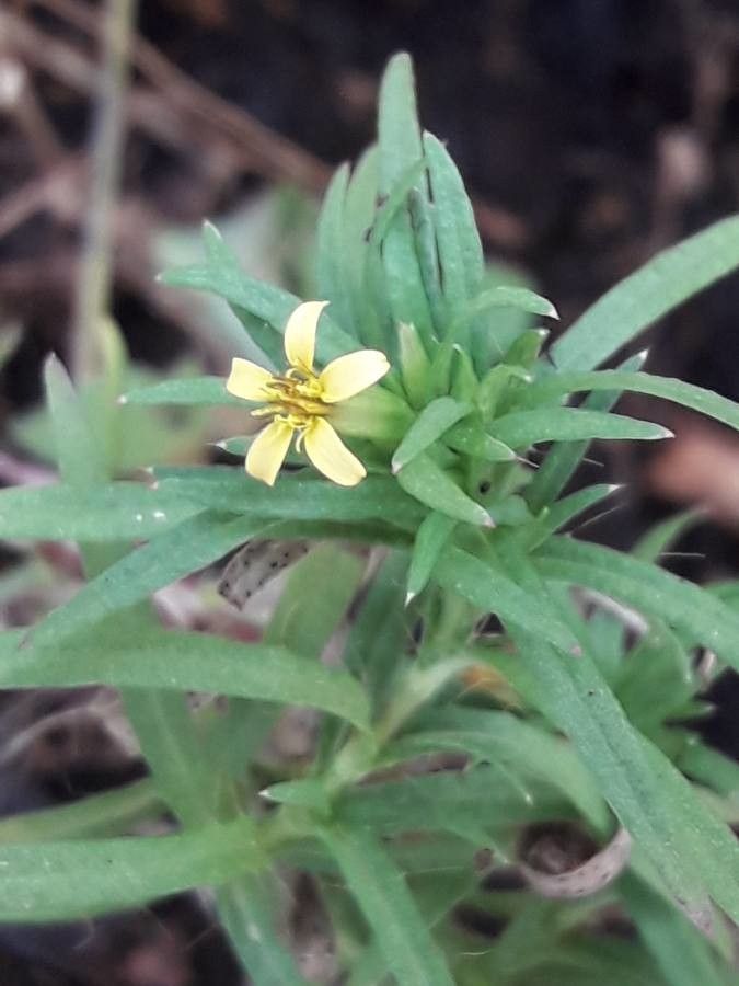 Pectis elongata flower