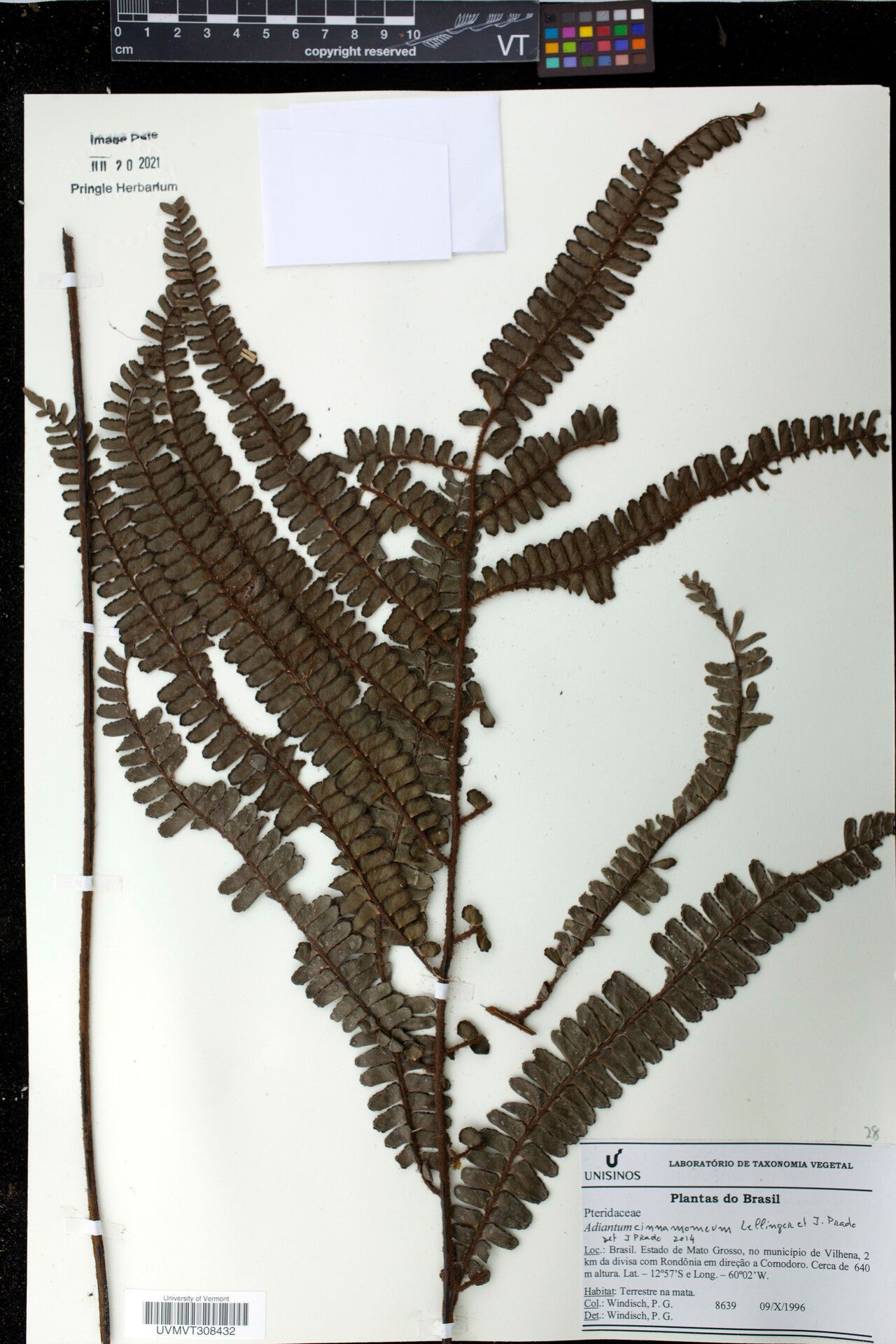 Adiantum cinnamomeum — houseplant care guide