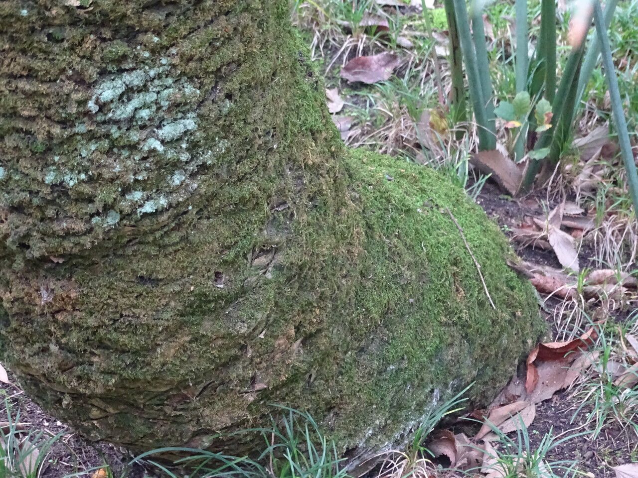 Encephalartos lehmannii bark