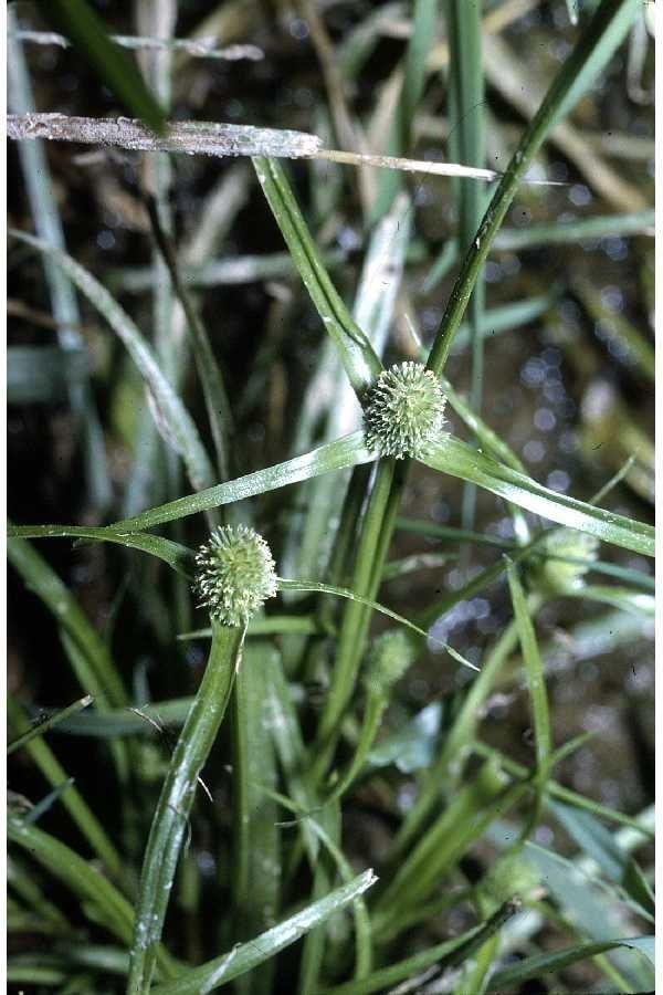 Kyllinga pumila — houseplant care guide