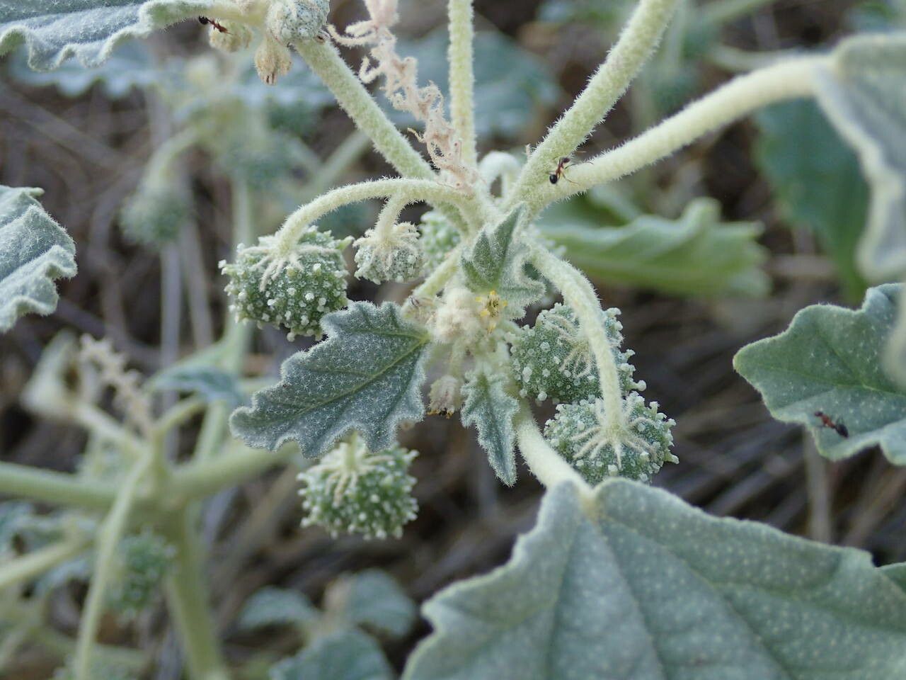Chrozophora tinctoria flower