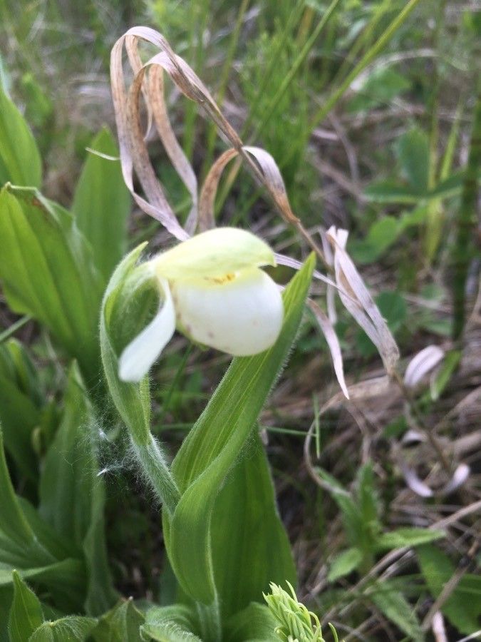 Cypripedium candidum — related species from the same genus