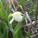 Cypripedium candidum