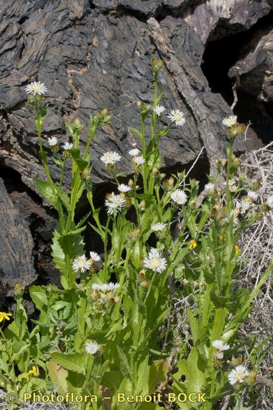Volutaria bollei habit