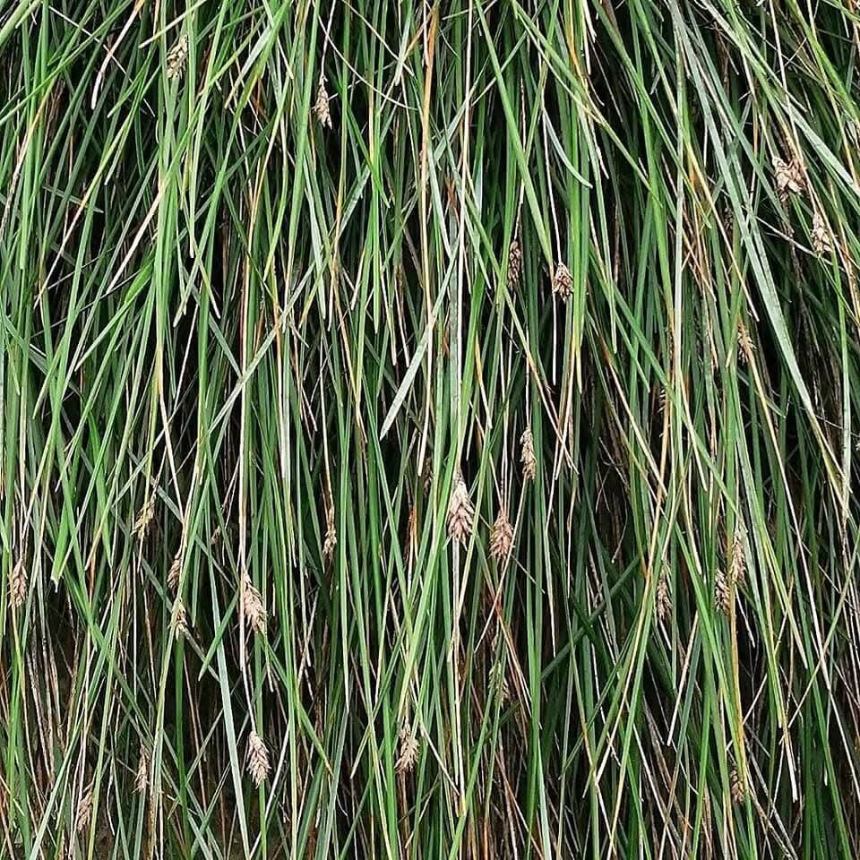 Sesleria sadleriana — houseplant care guide