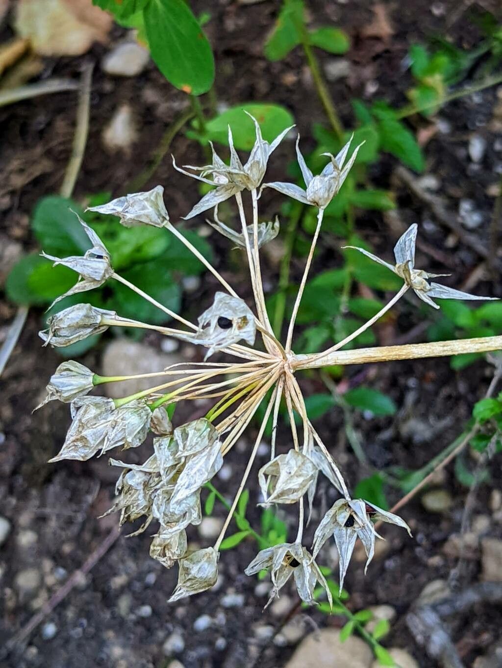 Allium unifolium fruit