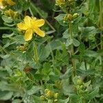 Hypericum maculatum