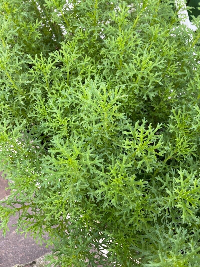 Leucanthemum monspeliense leaf