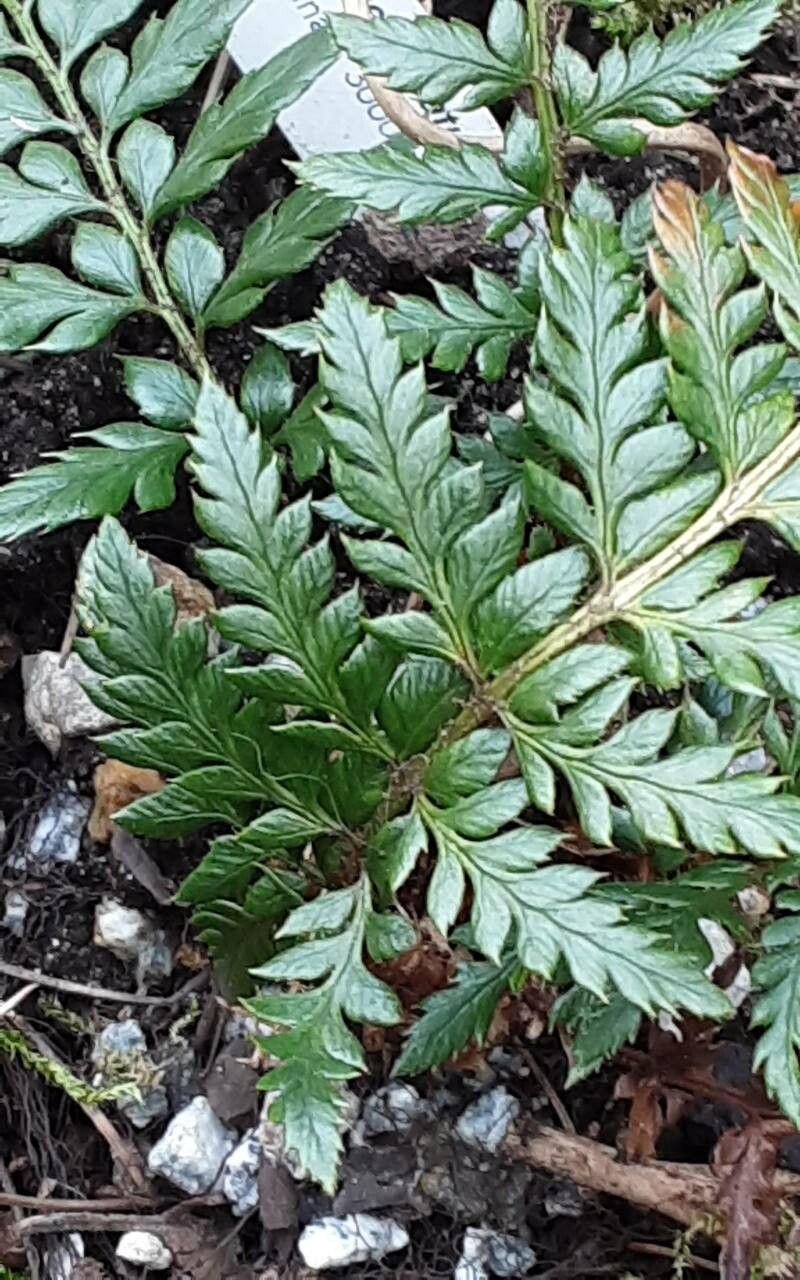 Polystichum neolobatum — houseplant care guide