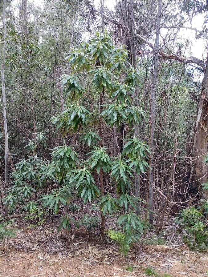 Bedfordia arborescens habit