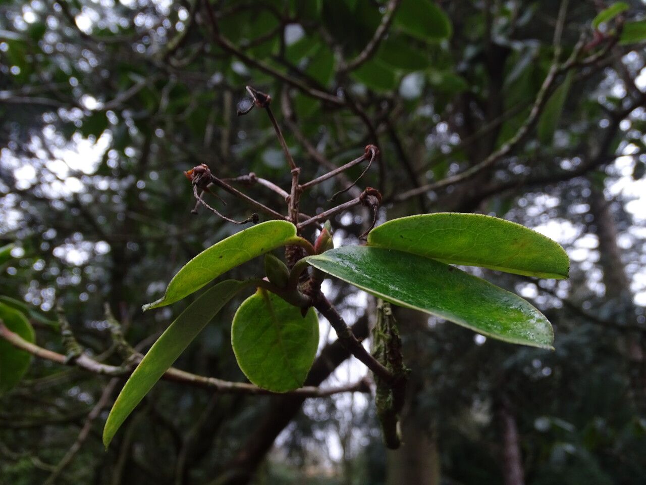 Rhododendron thomsonii — search result for 'Bhutan'
