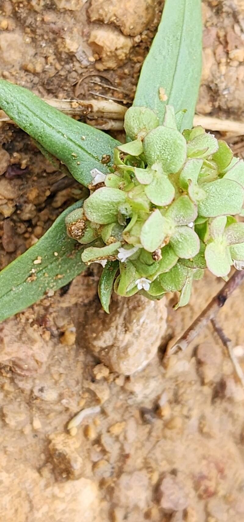 Valerianella leiocarpa flower