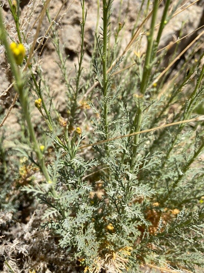 Descurainia gilva — search result for 'Descurainia'