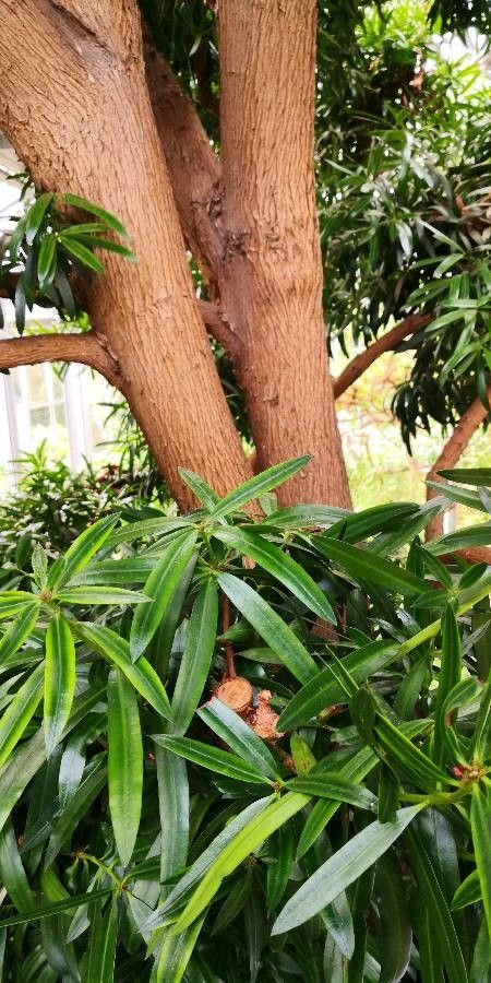 Podocarpus latifolius bark