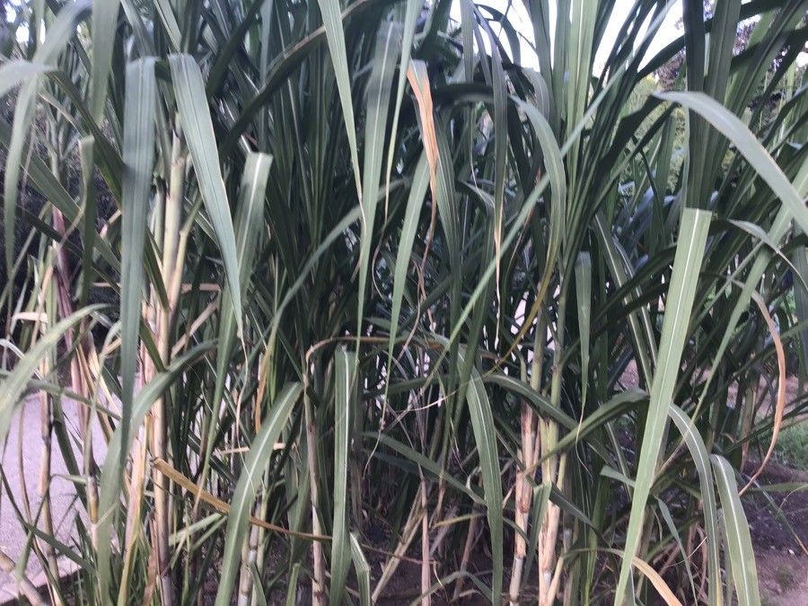 Saccharum officinarum leaf