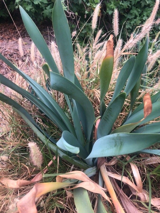 Pancratium canariense leaf