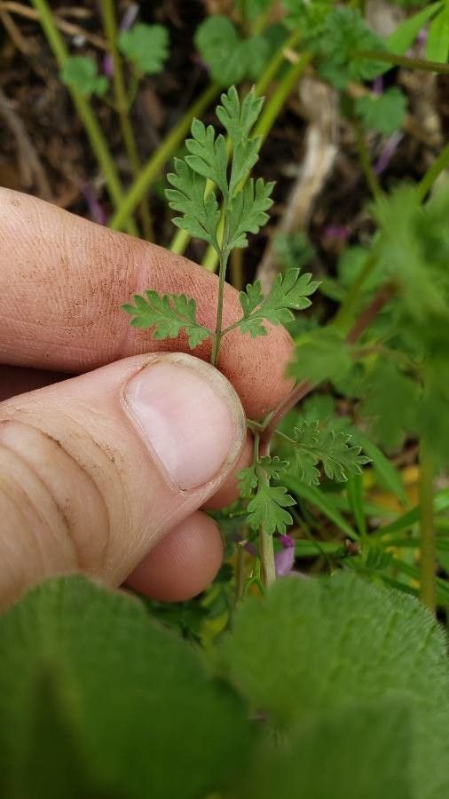 Corydalis aurea — related species from the same genus