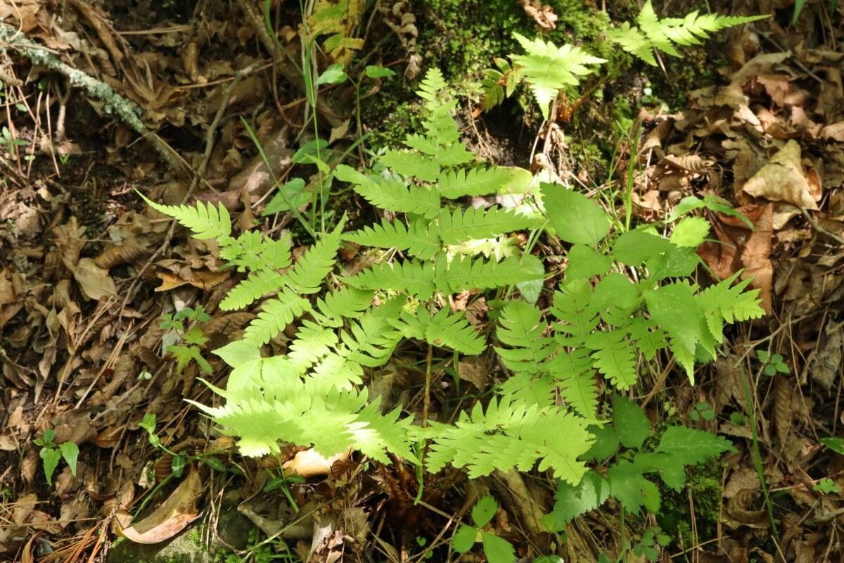 Dryopteris lacera leaf