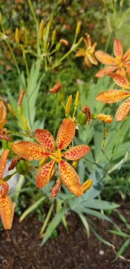 Belamcanda chinensis — search result for 'Iris'