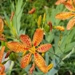 Belamcanda chinensis