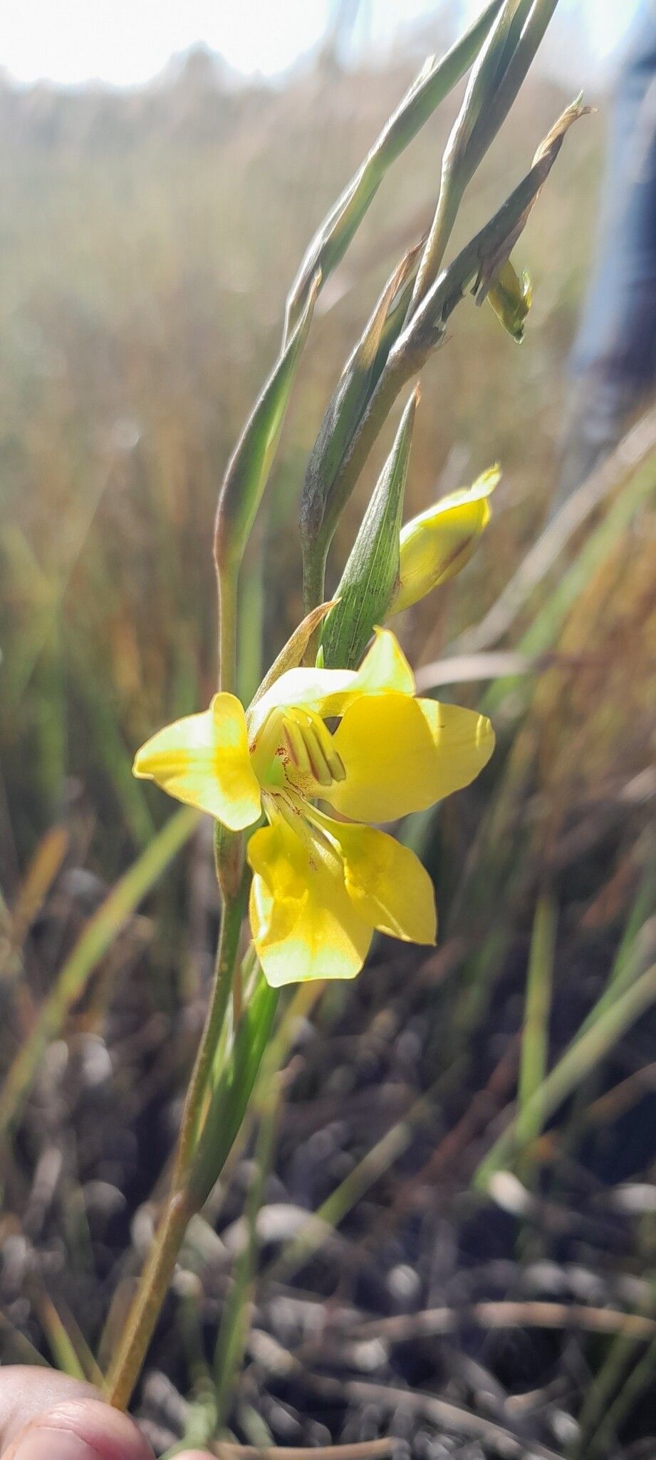 Gladiolus horombensis flower