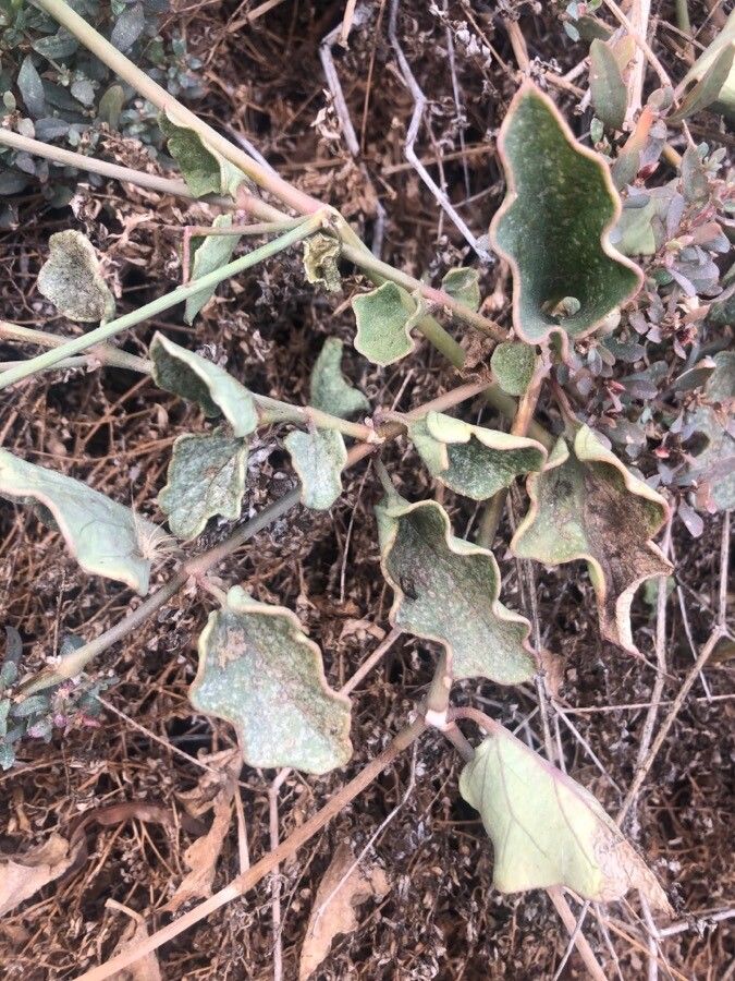 Boerhavia diffusa leaf