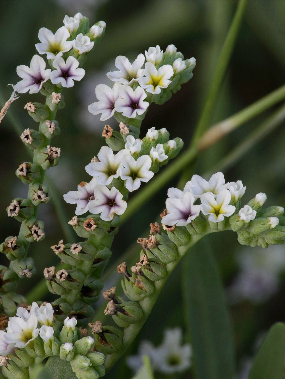 Heliotropium molle — search result for 'Heliotropium'