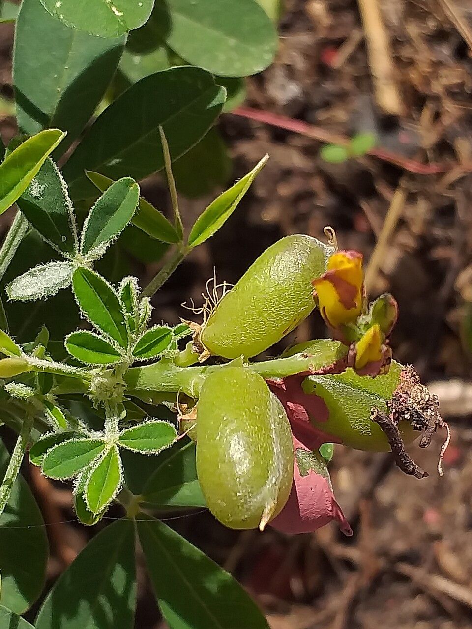 Crotalaria naragutensis fruit