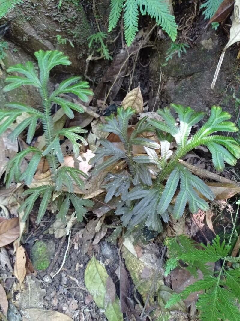 Selaginella sinuosa leaf
