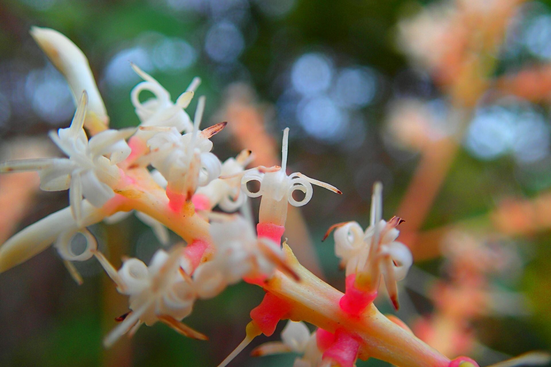 Beauprea montana flower