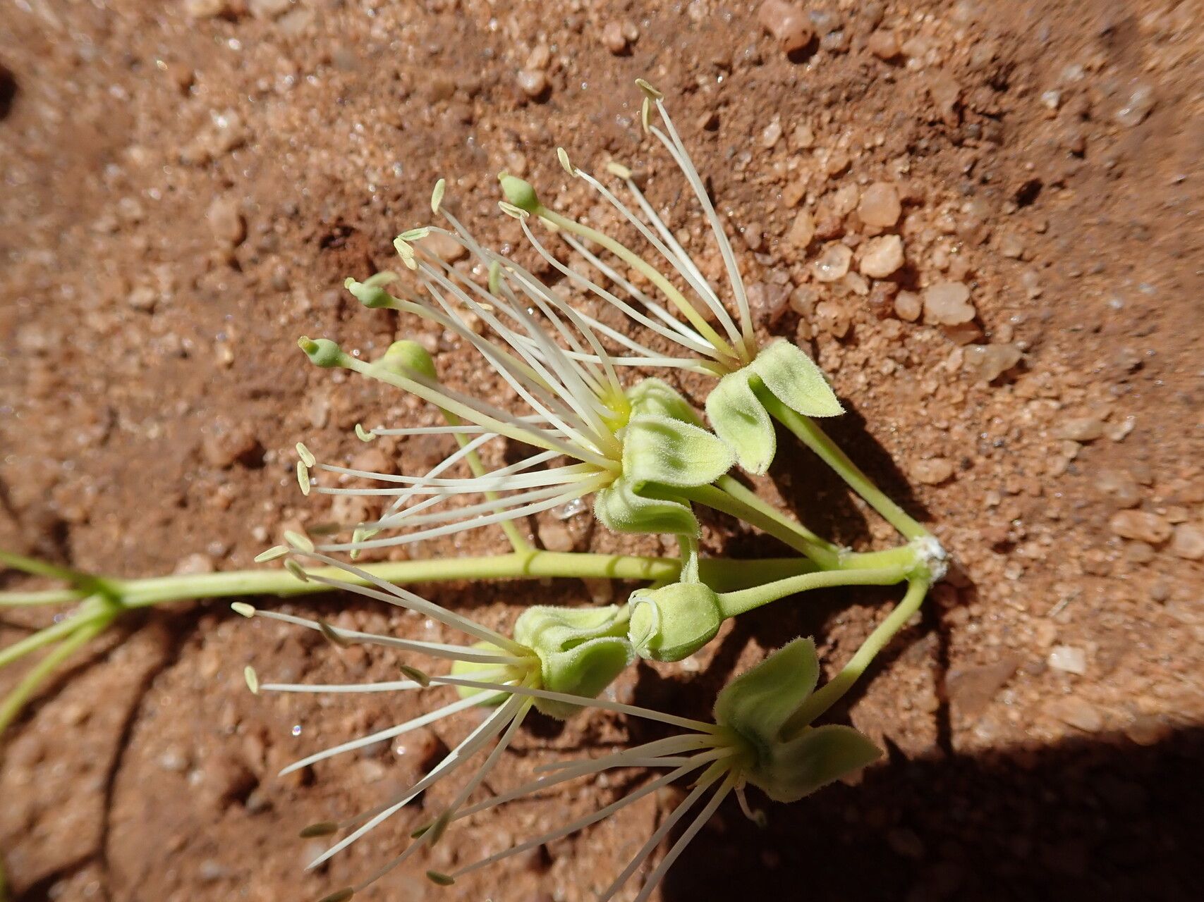 Maerua baillonii flower
