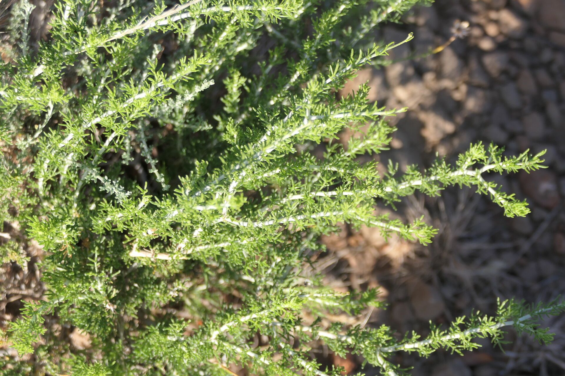 Pentzia spinescens — related species from the same genus