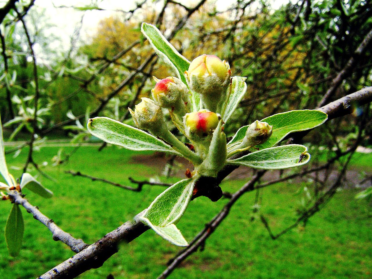 Pyrus spinosa flower