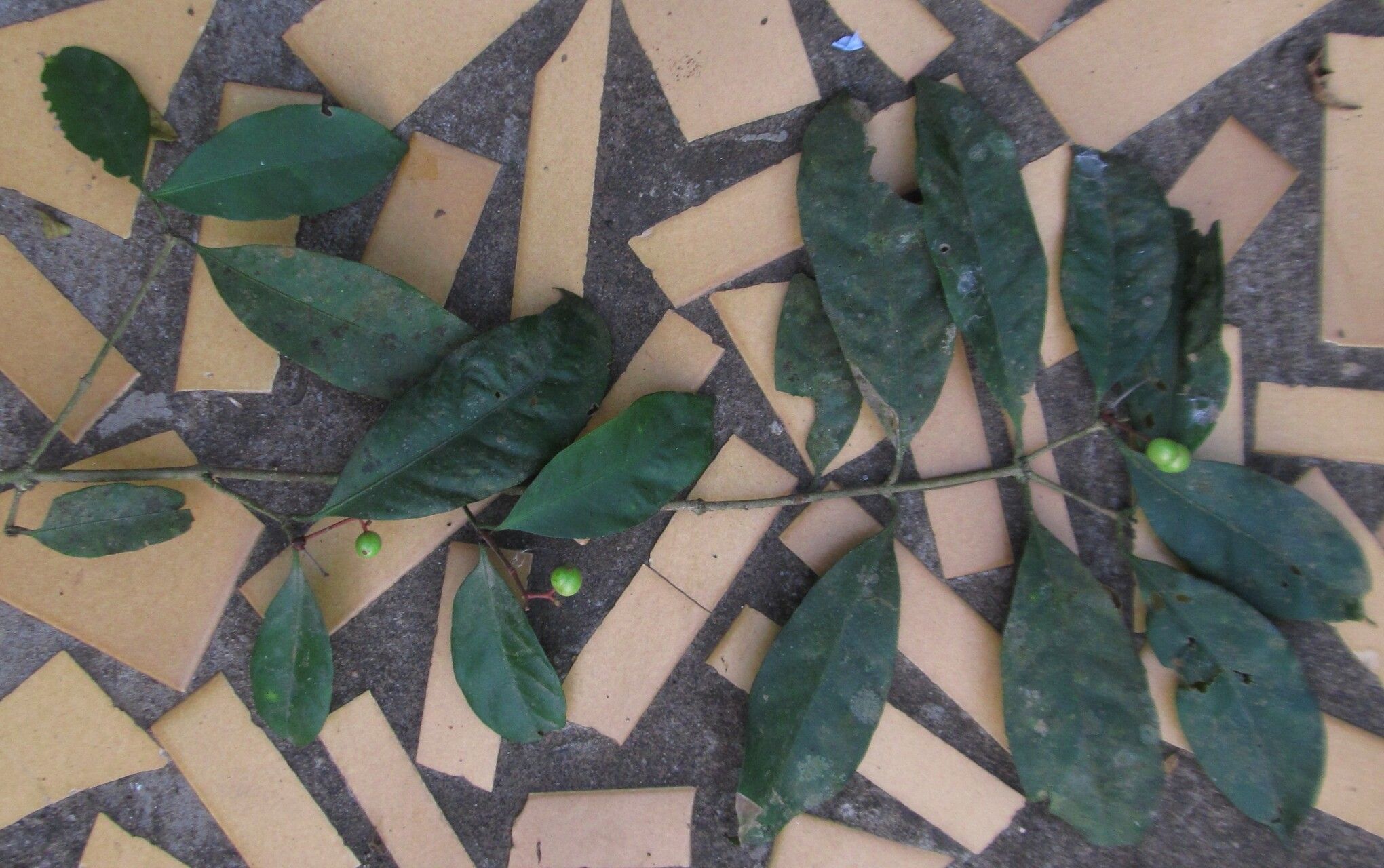 Ixora guineensis — houseplant care guide