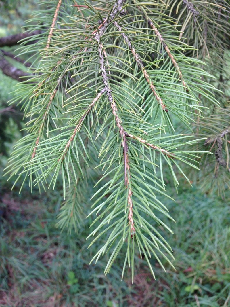 Picea wilsonii leaf