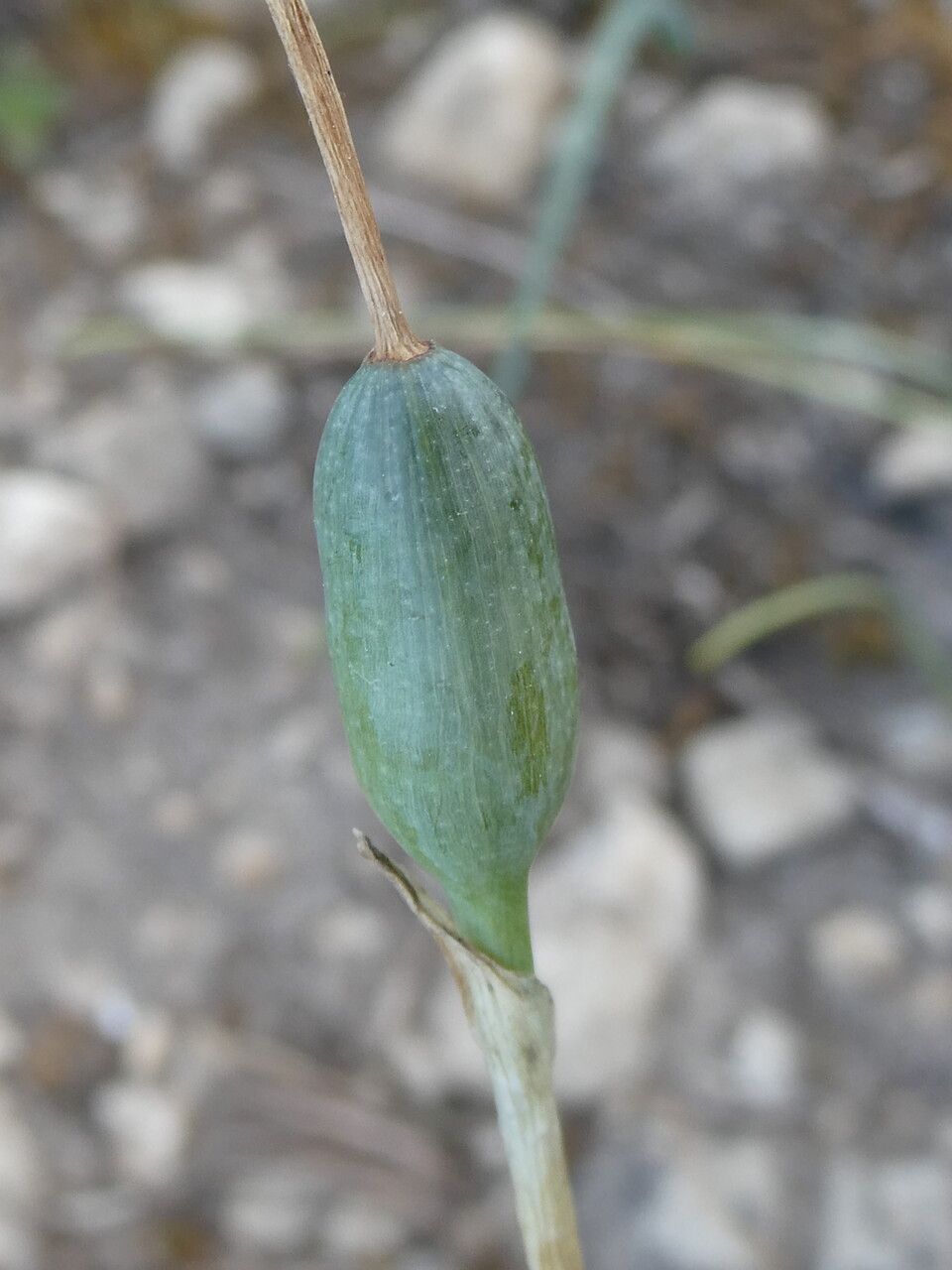 Fritillaria pyrenaica fruit