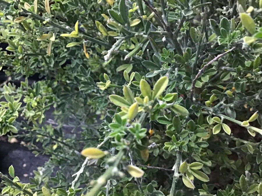 Genista maderensis — search result for 'Genista'