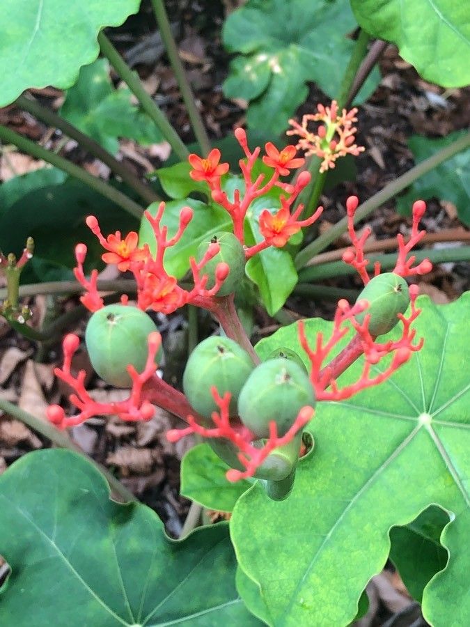 Jatropha podagrica fruit