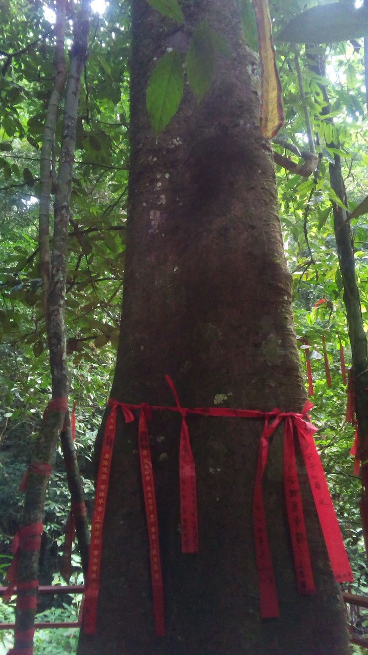 Sloanea dasycarpa bark